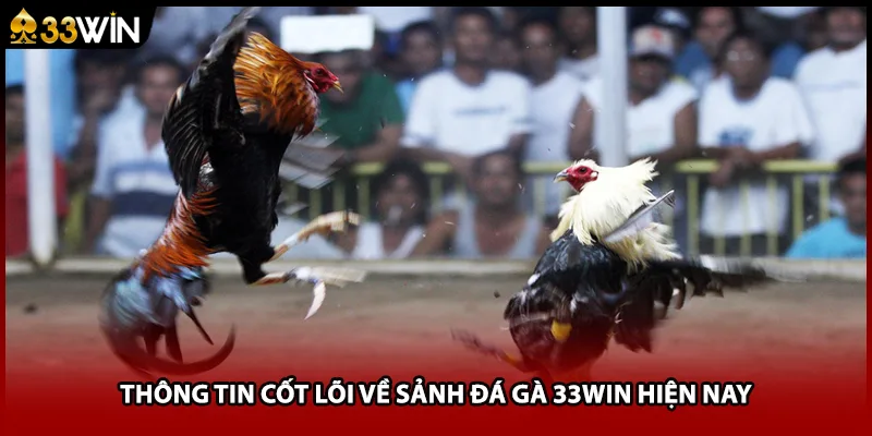 Thông tin cốt lõi về sảnh đá gà 33WIN hiện nay